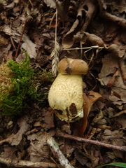 Leccinellum crocipodium