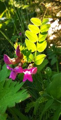 Vicia sepium