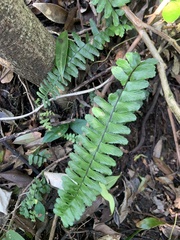Asplenium normale normale