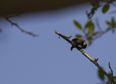 Picumnus albosquamatus