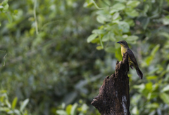 Agelasticus cyanopus