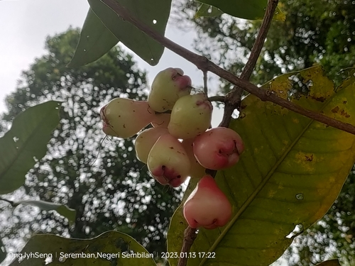 Syzygium aqueum