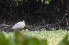 Pilherodius pileatus