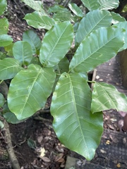 Dysoxylum spectabile