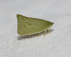 Siphanta acuta