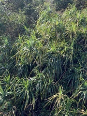 Freycinetia formosana