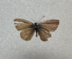 Leptotes marina