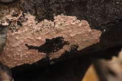 Corticium roseum