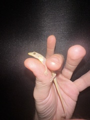 Hemidactylus garnotii