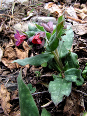 Pulmonaria officinalis