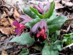 Pulmonaria officinalis