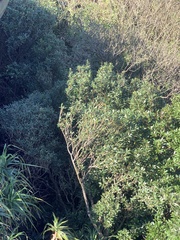 Myrsine seguinii