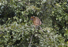 Alouatta caraya