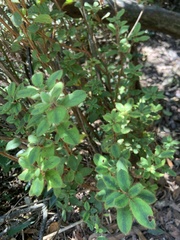 Rhododendron oldhamii