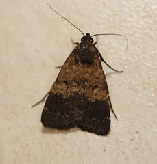 Hydrillodes funestalis