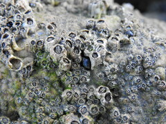 Melarhaphe neritoides