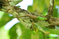 Lamprolepis smaragdina