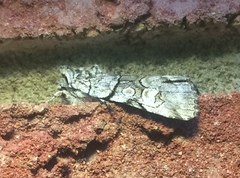 Sympistis chionanthi