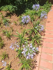 Agapanthus
