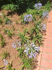 Agapanthus