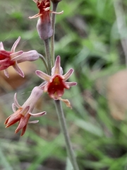 Tulbaghia capensis