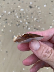 Bivalvia
