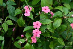 Impatiens hawkeri