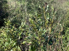 Aidia cochinchinensis