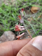 Tulbaghia capensis