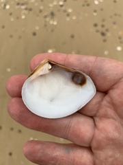 Bivalvia