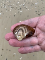 Bivalvia