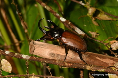 Beckius beccarii