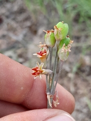 Tulbaghia capensis
