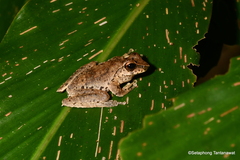 Pelodryadidae