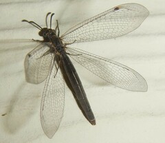 Myrmeleon acer