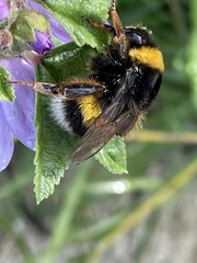 Bombus terrestris lusitanicus