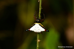 Gasteracanthinae