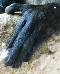 Cercopithecus mitis albogularis