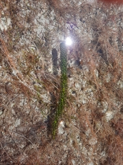 Lagarosiphon major