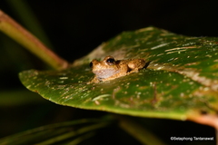 Pelodryadidae