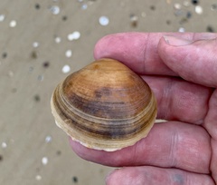 Dosiniinae