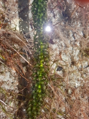 Lagarosiphon major