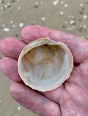 Dosiniinae