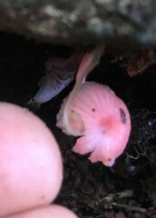 Mycena roseilignicola