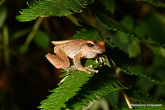 Sphenophryne cornuta