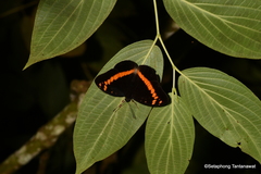Lexias aeropa