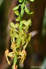 Malaxideae