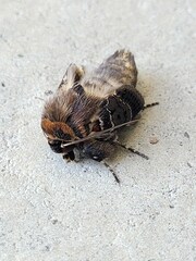 Proteuxoa sanguinipuncta