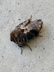 Proteuxoa sanguinipuncta