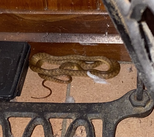 Brown Tree Snake sighting